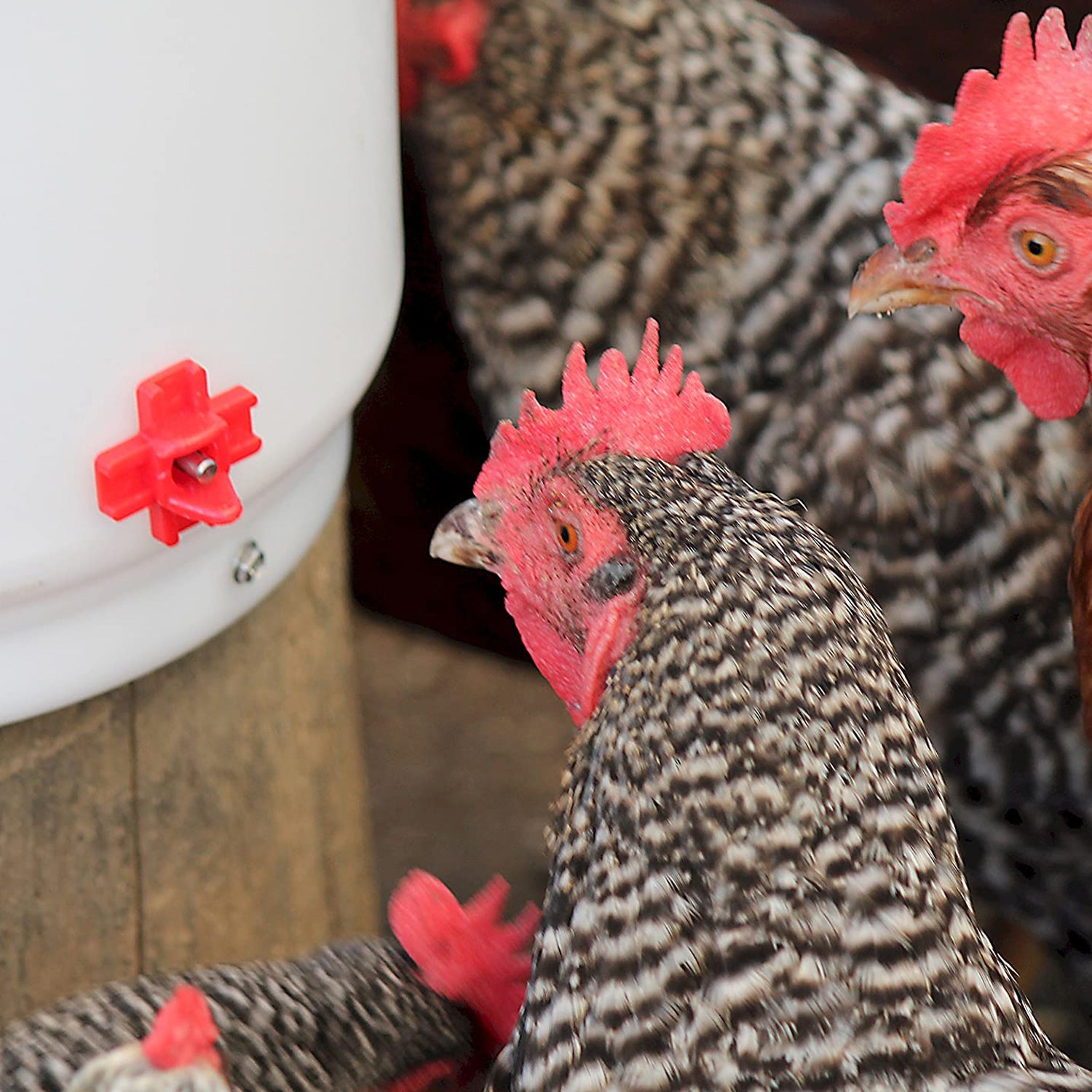 Heated 2 Gallon Poultry Drinker W/ Drip-Free Side Mount Nipples