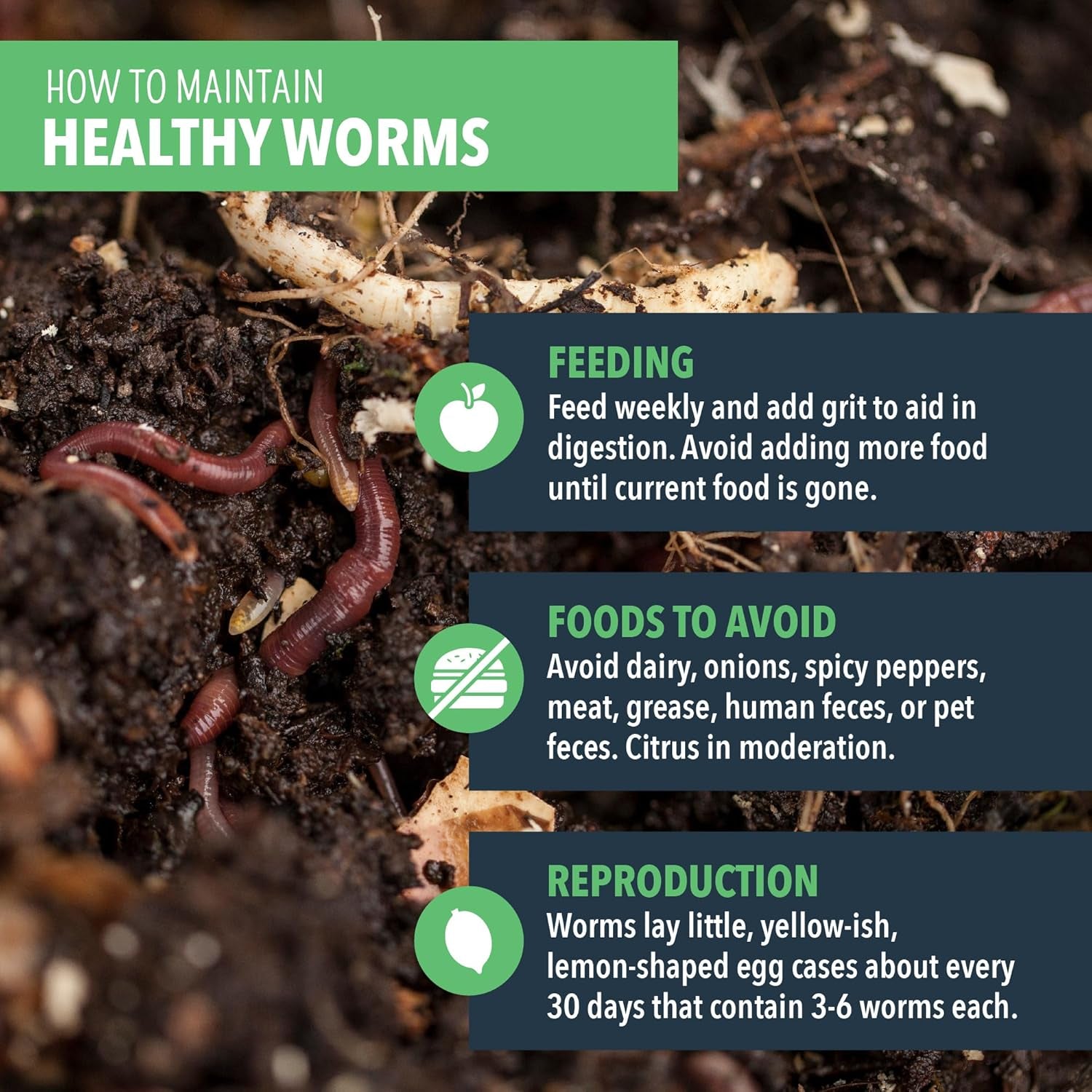 Composting Worms – Live Red Wriggler Compost Worms Mix – Sustainable Compost Worms Live for Organic Materials - Worm Composting Set for Better Soil Structure 100 Worms *CANNOT SHIP to HAWAII
