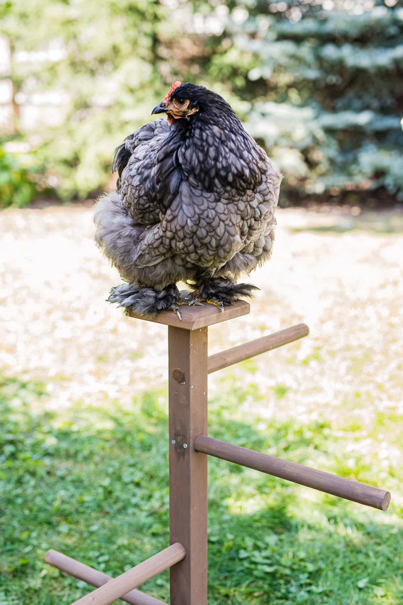 Redonna Roosting Perch
