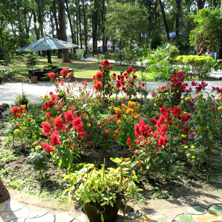 Bring Your Dream Garden to Life – Online Garden Design Services