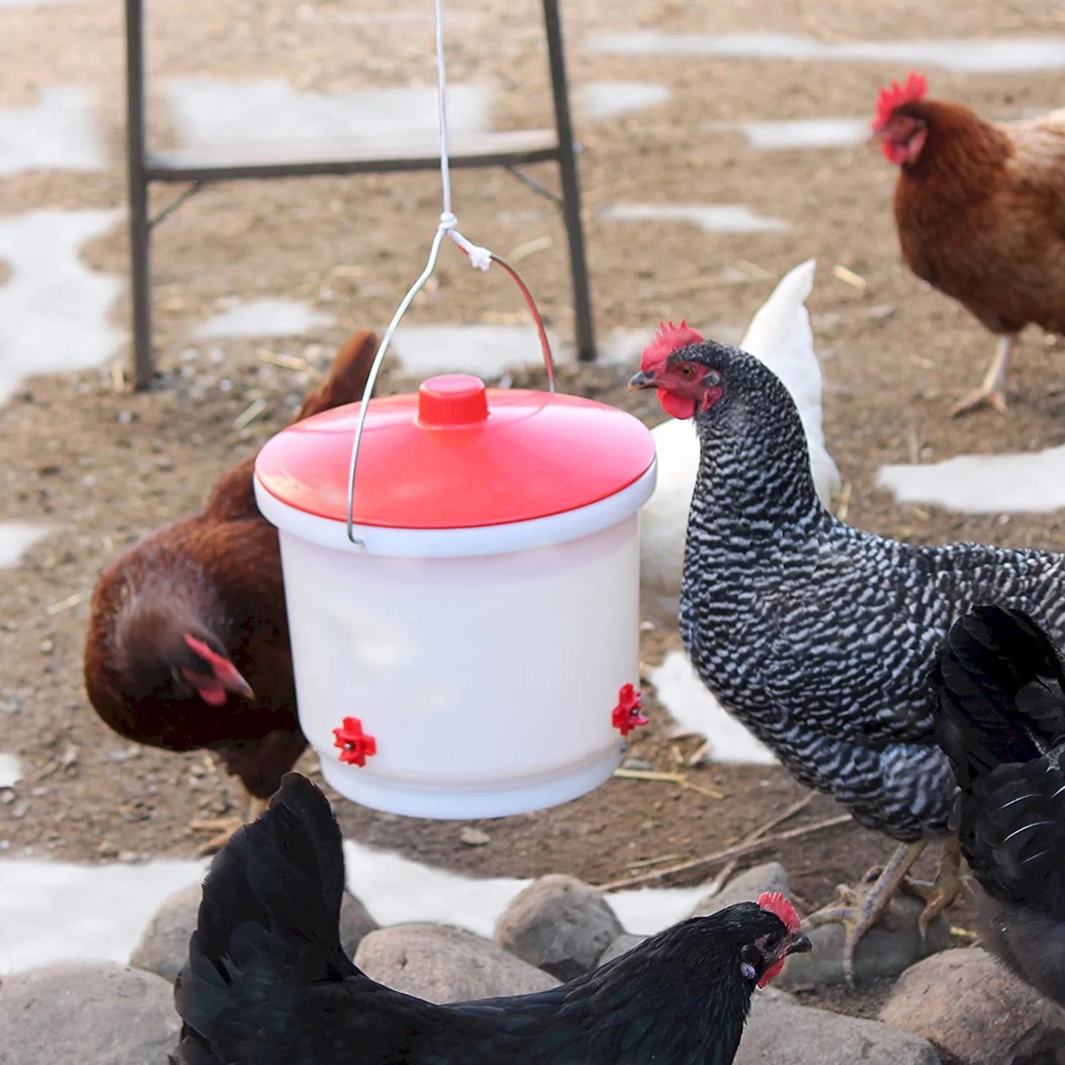 Heated 2 Gallon Poultry Drinker W/ Drip-Free Side Mount Nipples