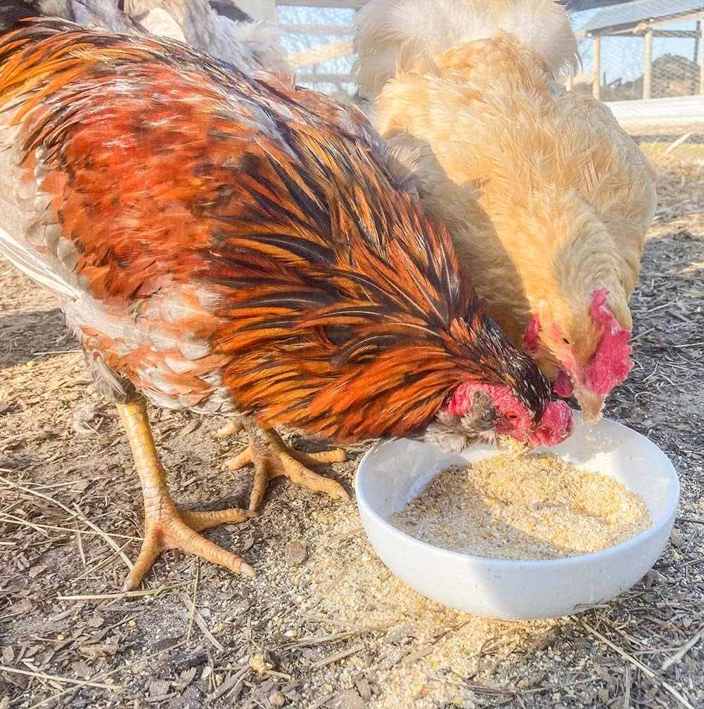 Egg-Cellent Yolks: Organic Chicken Feed Supplement & Duck Food for Golden Yolks (2.5 Pounds)