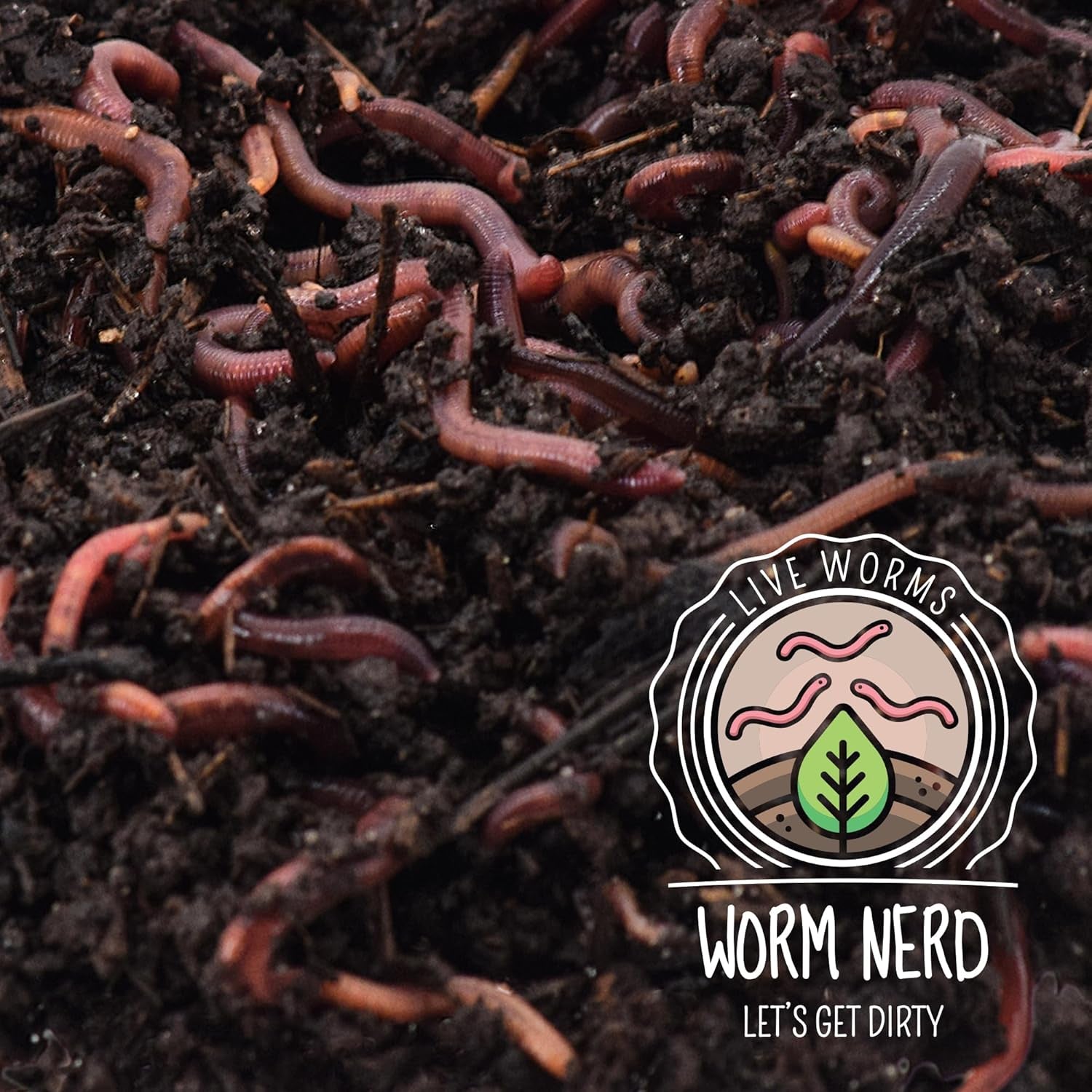 Composting Worms – Live Red Wriggler Compost Worms Mix – Sustainable Compost Worms Live for Organic Materials - Worm Composting Set for Better Soil Structure 100 Worms *CANNOT SHIP to HAWAII