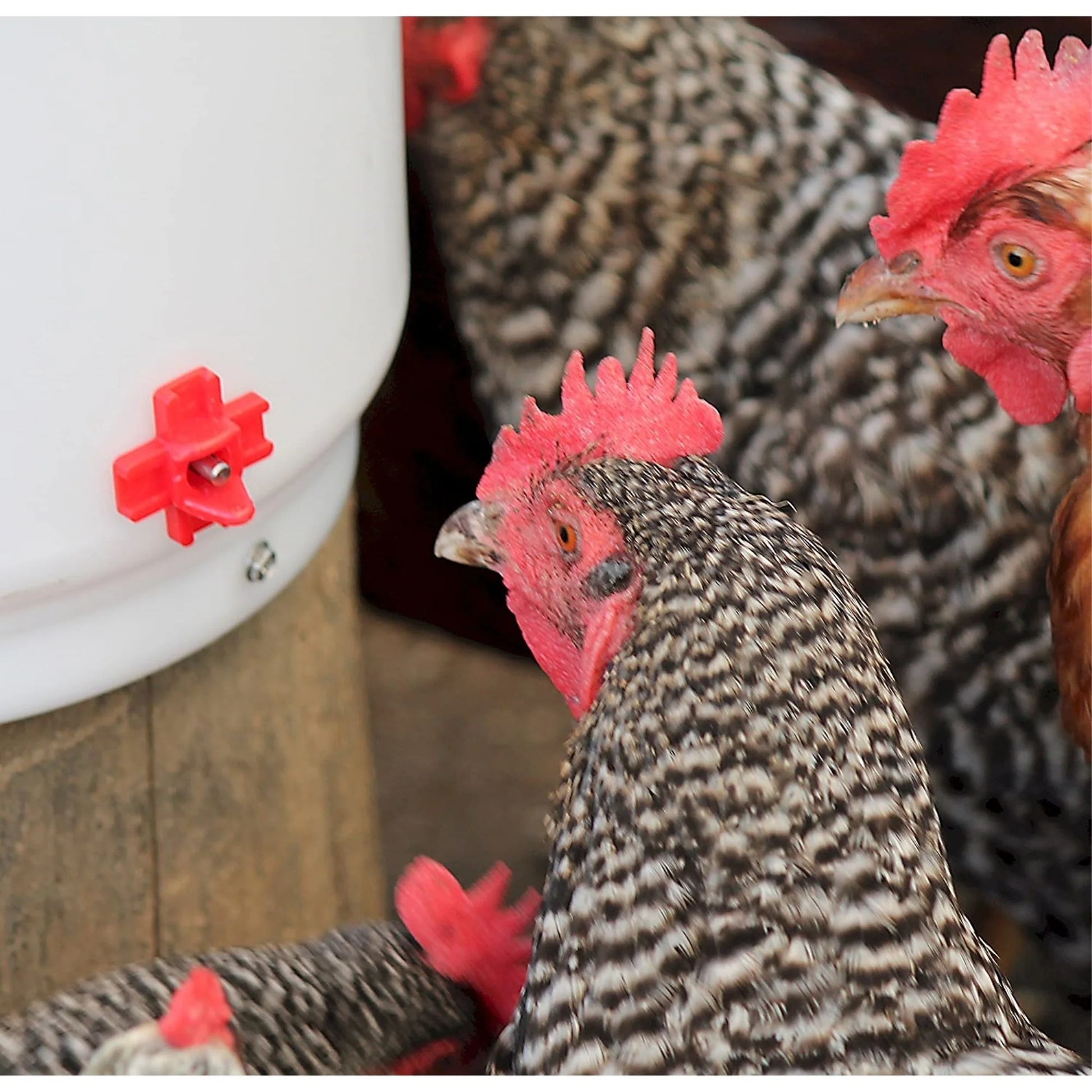 Heated 2 Gallon Poultry Drinker W/ Drip-Free Side Mount Nipples