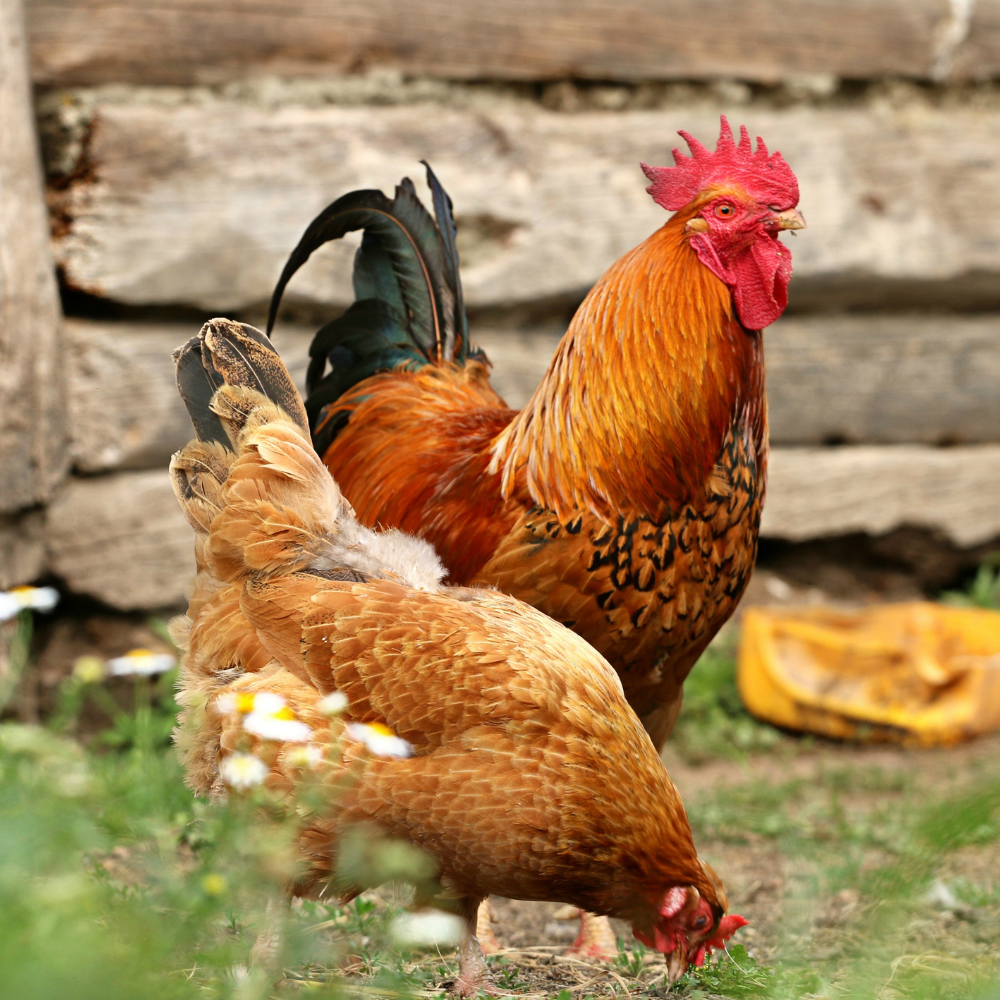 Chicken Keeping